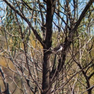 Sugomel nigrum at Euabalong, NSW - 9 Sep 2023 11:10 AM