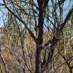 Sugomel nigrum at Euabalong, NSW - 9 Sep 2023 11:10 AM