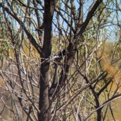 Sugomel nigrum at Euabalong, NSW - 9 Sep 2023 11:10 AM