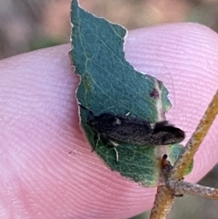 Leistomorpha brontoscopa (A concealer moth) at Hughes Garran Woodland - 10 Sep 2023 by Tapirlord