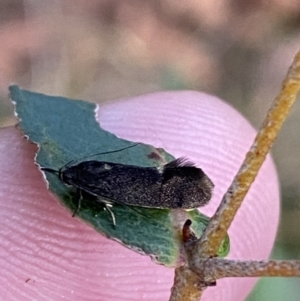 Leistomorpha brontoscopa at Garran, ACT - 10 Sep 2023