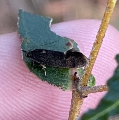 Leistomorpha brontoscopa at Garran, ACT - 10 Sep 2023