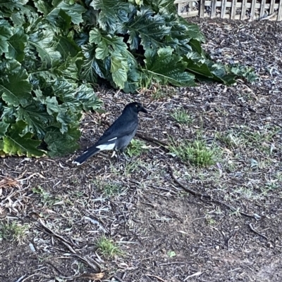 Strepera graculina (Pied Currawong) at GG105 - 10 Sep 2023 by Tapirlord