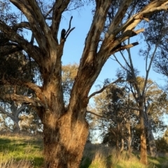 Eucalyptus melliodora (Yellow Box) at Red Hill to Yarralumla Creek - 10 Sep 2023 by Tapirlord