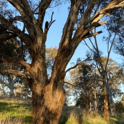 Eucalyptus melliodora (Yellow Box) at Red Hill Nature Reserve - 10 Sep 2023 by Tapirlord