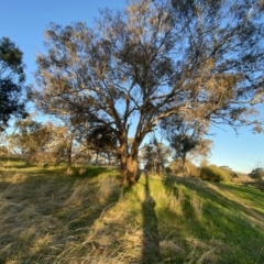 Eucalyptus melliodora at Red Hill to Yarralumla Creek - 10 Sep 2023 05:17 PM