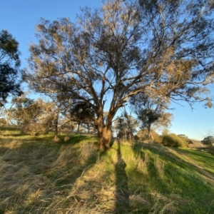 Eucalyptus melliodora at Red Hill to Yarralumla Creek - 10 Sep 2023