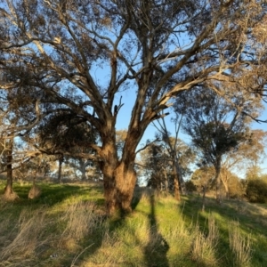 Eucalyptus melliodora at Hughes, ACT - 10 Sep 2023