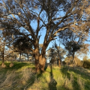 Eucalyptus melliodora at Red Hill to Yarralumla Creek - 10 Sep 2023