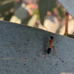 Camponotus consobrinus (Banded sugar ant) at Red Hill to Yarralumla Creek - 10 Sep 2023 by Tapirlord