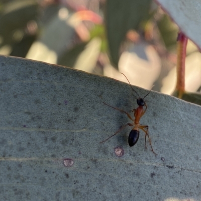 Camponotus consobrinus (Banded sugar ant) at Red Hill to Yarralumla Creek - 10 Sep 2023 by Tapirlord