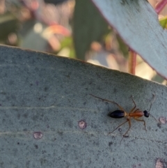 Camponotus consobrinus at Hughes, ACT - 10 Sep 2023 05:13 PM