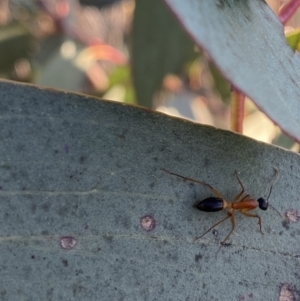 Camponotus consobrinus at Hughes, ACT - 10 Sep 2023