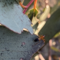 Camponotus consobrinus at Hughes, ACT - 10 Sep 2023