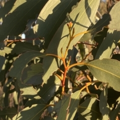 Eucalyptus pauciflora subsp. pauciflora (White Sally, Snow Gum) at Hughes, ACT - 10 Sep 2023 by Tapirlord