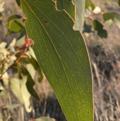 Eucalyptus pauciflora subsp. pauciflora at Hughes, ACT - 10 Sep 2023