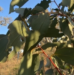 Eucalyptus pauciflora subsp. pauciflora at Hughes, ACT - 10 Sep 2023