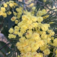 Acacia dealbata subsp. dealbata (Silver Wattle) at Red Hill, ACT - 10 Sep 2023 by Tapirlord