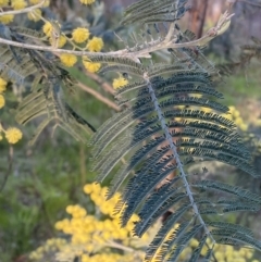Acacia dealbata subsp. dealbata at Red Hill, ACT - 10 Sep 2023