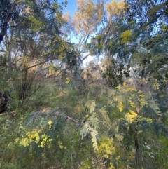 Acacia dealbata subsp. dealbata at Red Hill, ACT - 10 Sep 2023