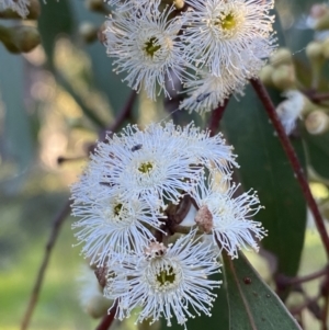 Eucalyptus dives at Red Hill, ACT - 10 Sep 2023