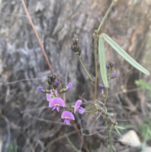 Glycine clandestina at Red Hill, ACT - 10 Sep 2023