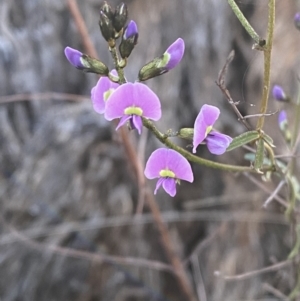 Glycine clandestina at Red Hill, ACT - 10 Sep 2023 05:02 PM