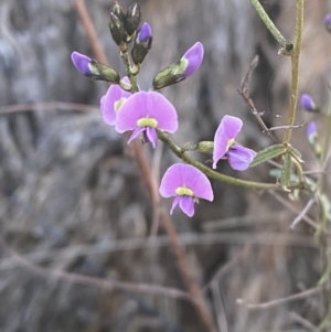 Glycine clandestina at Red Hill, ACT - 10 Sep 2023