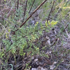 Cheilanthes sieberi subsp. sieberi at Red Hill, ACT - 10 Sep 2023