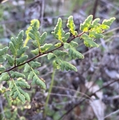 Cheilanthes sieberi subsp. sieberi at Red Hill, ACT - 10 Sep 2023 05:02 PM