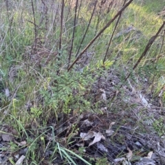 Cheilanthes sieberi subsp. sieberi at Red Hill, ACT - 10 Sep 2023 05:02 PM