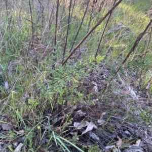 Cheilanthes sieberi subsp. sieberi at Red Hill, ACT - 10 Sep 2023 05:02 PM