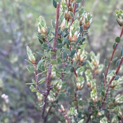 Brachyloma daphnoides (Daphne Heath) at Federal Golf Course - 10 Sep 2023 by Tapirlord
