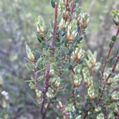Brachyloma daphnoides (Daphne Heath) at Red Hill, ACT - 10 Sep 2023 by Tapirlord
