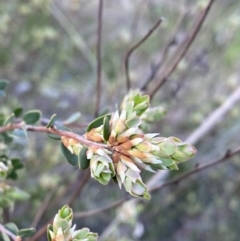 Brachyloma daphnoides at Red Hill, ACT - 10 Sep 2023