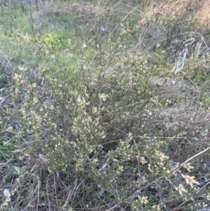 Brachyloma daphnoides at Red Hill, ACT - 10 Sep 2023