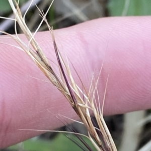 Aristida ramosa at Red Hill, ACT - 10 Sep 2023