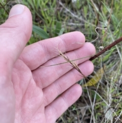 Aristida ramosa at Red Hill, ACT - 10 Sep 2023