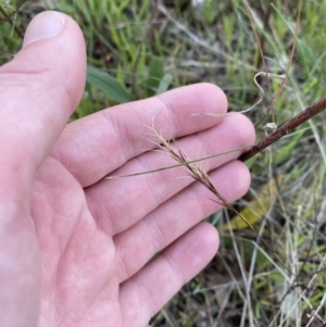 Aristida ramosa at Red Hill, ACT - 10 Sep 2023 04:59 PM