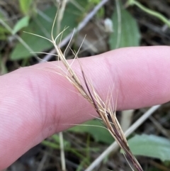 Aristida ramosa at Red Hill, ACT - 10 Sep 2023 04:59 PM