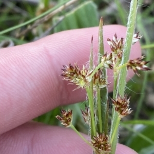 Luzula meridionalis at Federal Golf Course - 10 Sep 2023