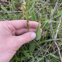 Luzula meridionalis at Federal Golf Course - 10 Sep 2023