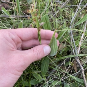 Luzula meridionalis at Federal Golf Course - 10 Sep 2023