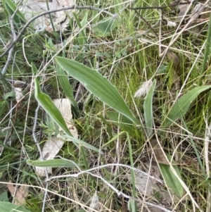 Plantago varia at Red Hill, ACT - 10 Sep 2023