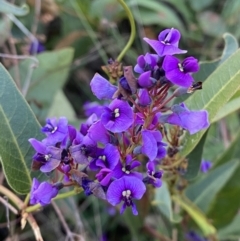 Hardenbergia violacea (False Sarsaparilla) at Red Hill, ACT - 10 Sep 2023 by Tapirlord