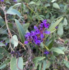 Hardenbergia violacea at Red Hill, ACT - 10 Sep 2023