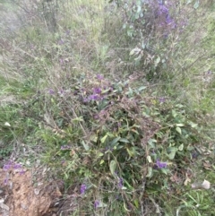 Hardenbergia violacea at Red Hill, ACT - 10 Sep 2023
