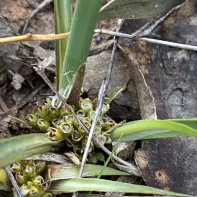 Lomandra bracteata (Small Matrush) at Red Hill, ACT - 10 Sep 2023 by Tapirlord