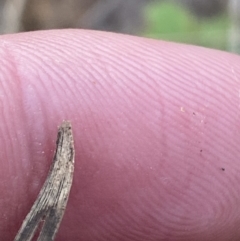 Lomandra bracteata at Red Hill, ACT - 10 Sep 2023