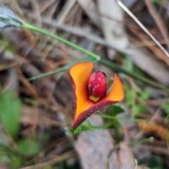 Isotropis cuneifolia (Granny Bonnets) at Dryandra Woodland National Park - 9 Sep 2023 by HelenCross